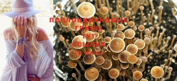 прущие грибы Алексеевка